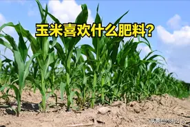 玉米喜欢什么肥料？追肥用尿素好还是复合肥好？老农告诉你答案图片