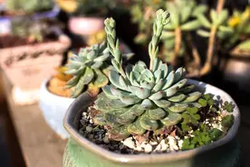 海南多肉植物探秘：热带仙境中的独特绿意图片