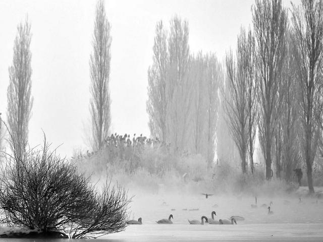 伊宁天鹅泉湿地公园：冬日里的生态诗画