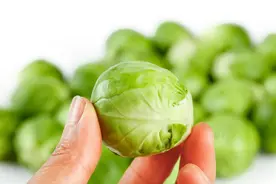 抱子甘蓝，欧美推崇的超级蔬菜却在我国备受嫌弃，不只是因为难吃图片
