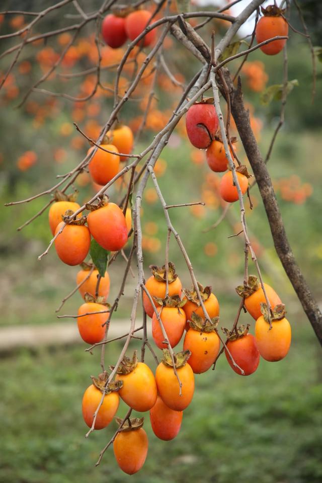 贵州黔南：初冬“柿柿”如意“柿”景醉游人