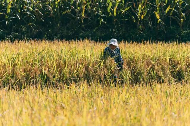 2025利州秋色，每一帧都是限定浪漫