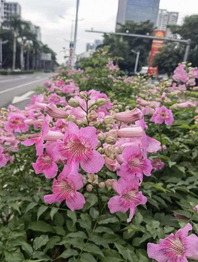 你可知道我在天涯彼岸，把你深深的想念