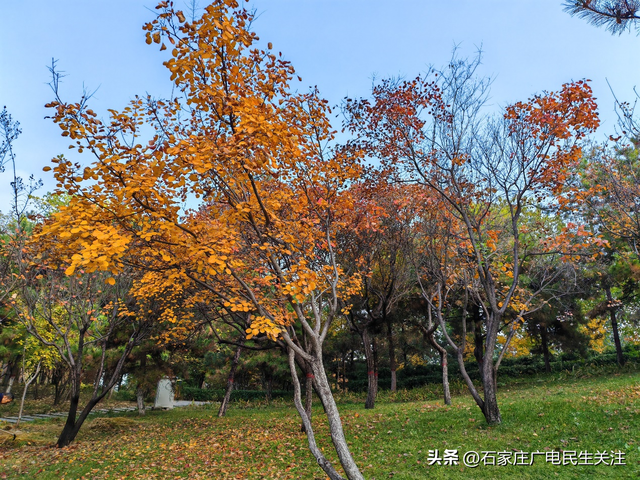 霜叶满阶红！石家庄市公园广场、水系沿线黄栌进入最佳观赏期