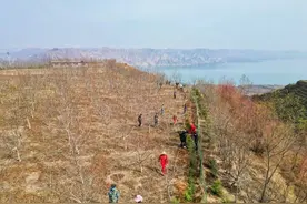 党建引领添新绿 植树造林践初心图片