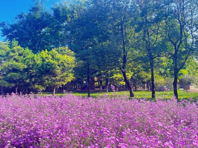 十一别挤热门景点啦！北京这处「植物乐园」藏满闯关、市集、魔术秀~