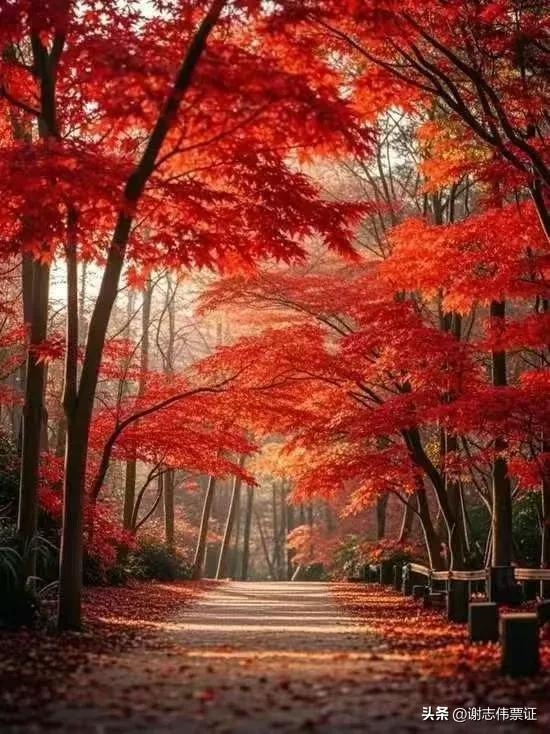 秋天红叶，色彩盛宴