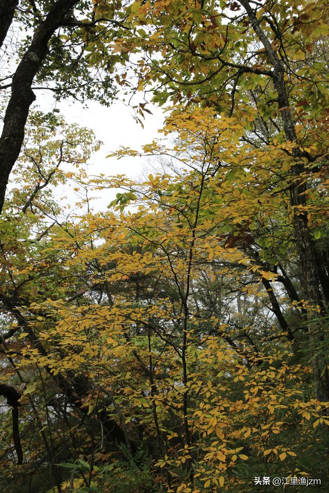 山野秋声