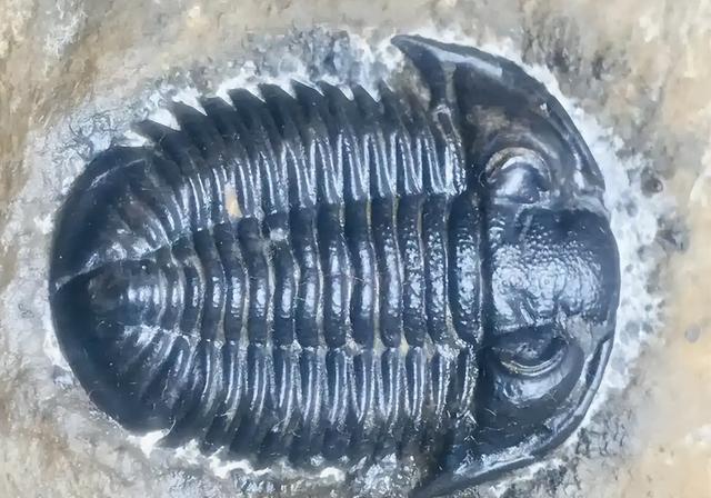 地球曾变成巨型冰球？寒武纪生命大爆发，揭露亿万年前的绝境翻盘