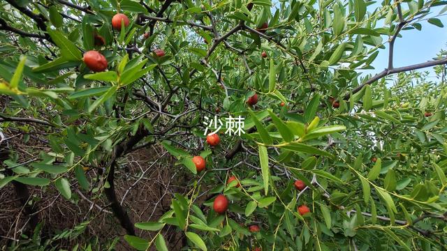 山西深度游—吕梁碛口李家山村