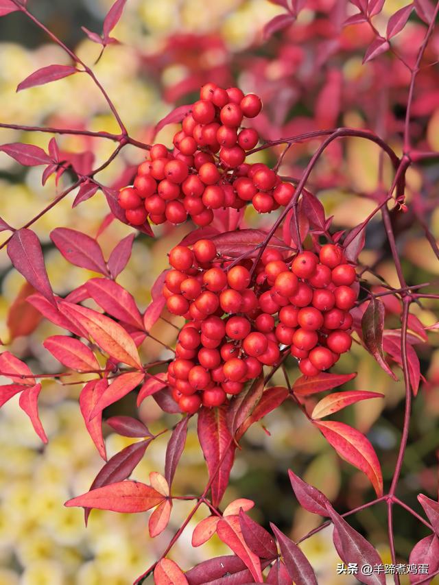 秋风独宠一园菊，晚来香艳出樊篱——北京北海公园2025年菊花展