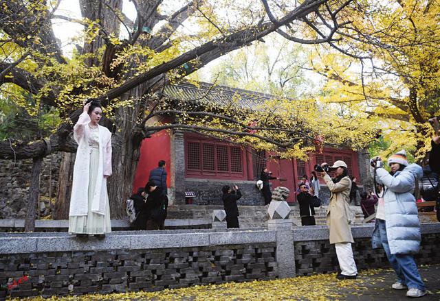 并州银杏黄 共醉一城秋