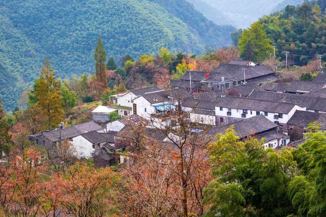 柿子红了，宁波一派山乡“丰”景图