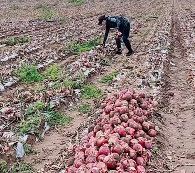 内蒙古“捡土豆”之后还有“隐藏款”？网友：明年组队去“进货”！