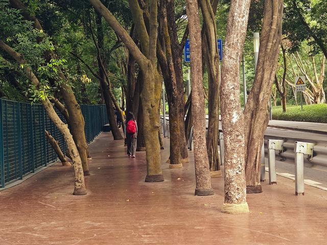 环西丽湖绿道骑行慢行随拍-动个好奇心