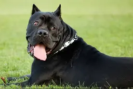 玄学之解梦——梦境中的恶犬：探寻其深层象征与心理影响图片