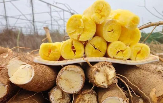 木薯你吃对了吗？为什么说食用木薯一定要掌握正确方法？