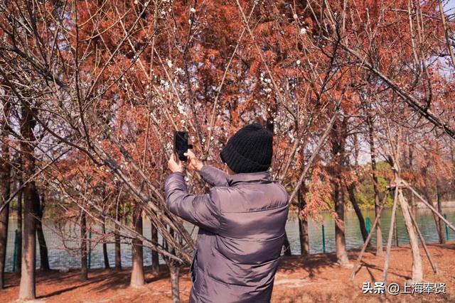 快看！奉城惊现罕见景致→