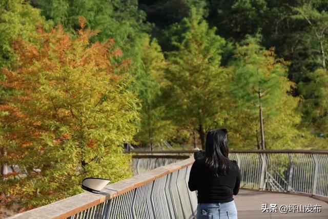 落羽杉红了!深圳坪山最浪漫的“美拉德季”如约而至