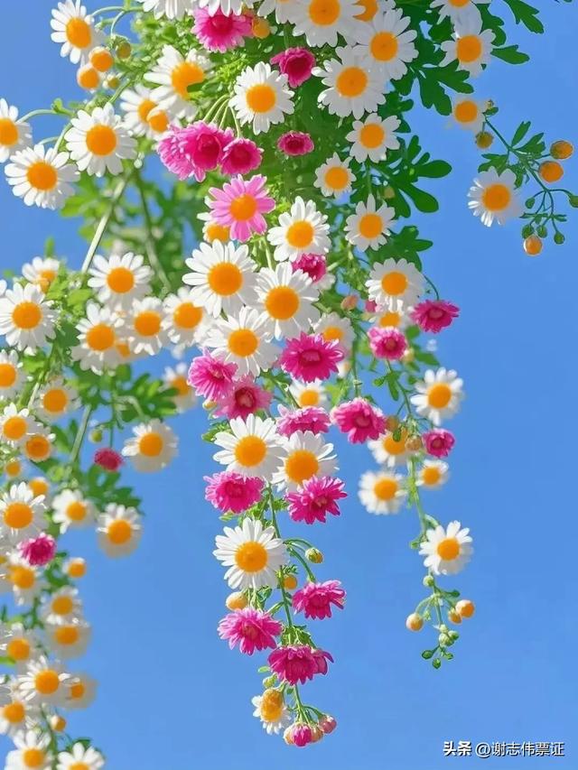 十一月第五期(四天)点评