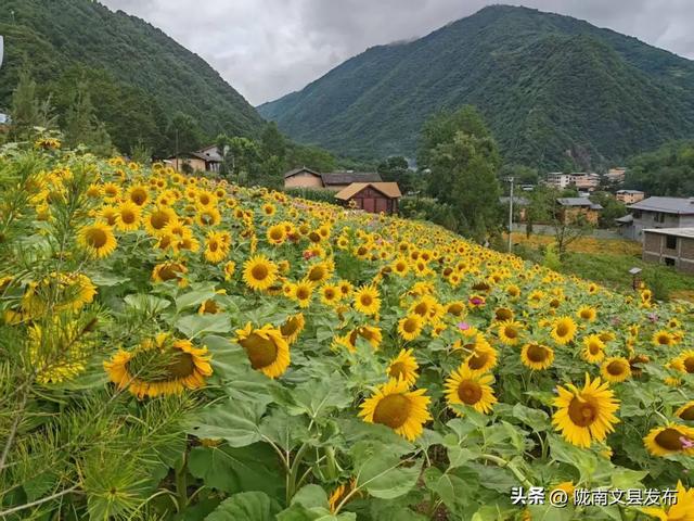 文县：白马藏乡花如海避暑秘境等你来