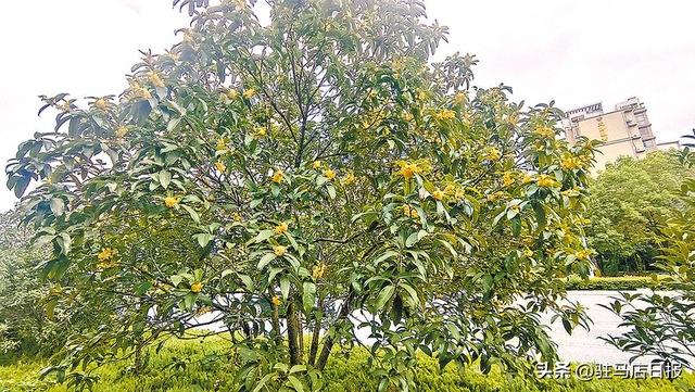 桂花盛开香满城