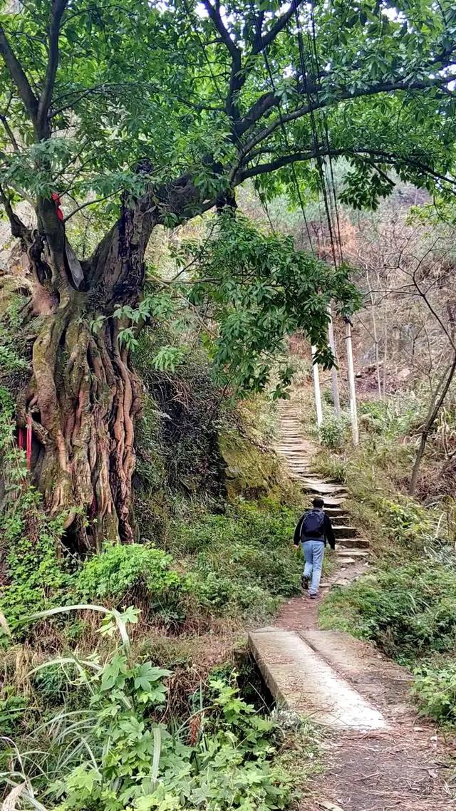 重庆荒效野岭发现大量石碑，碑身高大雕工精美，每块都有百年历史