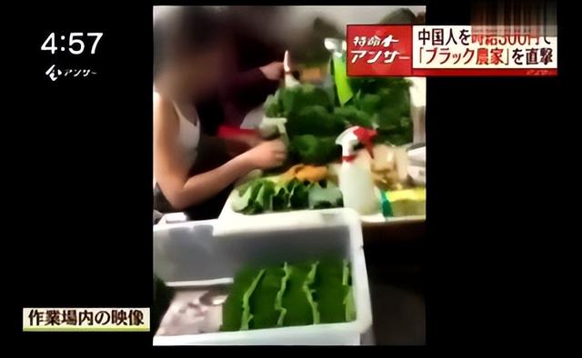 毒打、性骚扰，比缅北更像人间地狱，35万研修生沦为现代奴隶