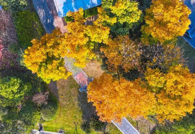 冬日金东：斑斓未尽 山水半酣