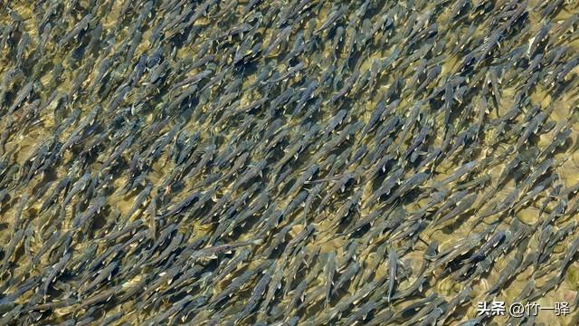 青海布哈河湿地：青海湖的母亲河
