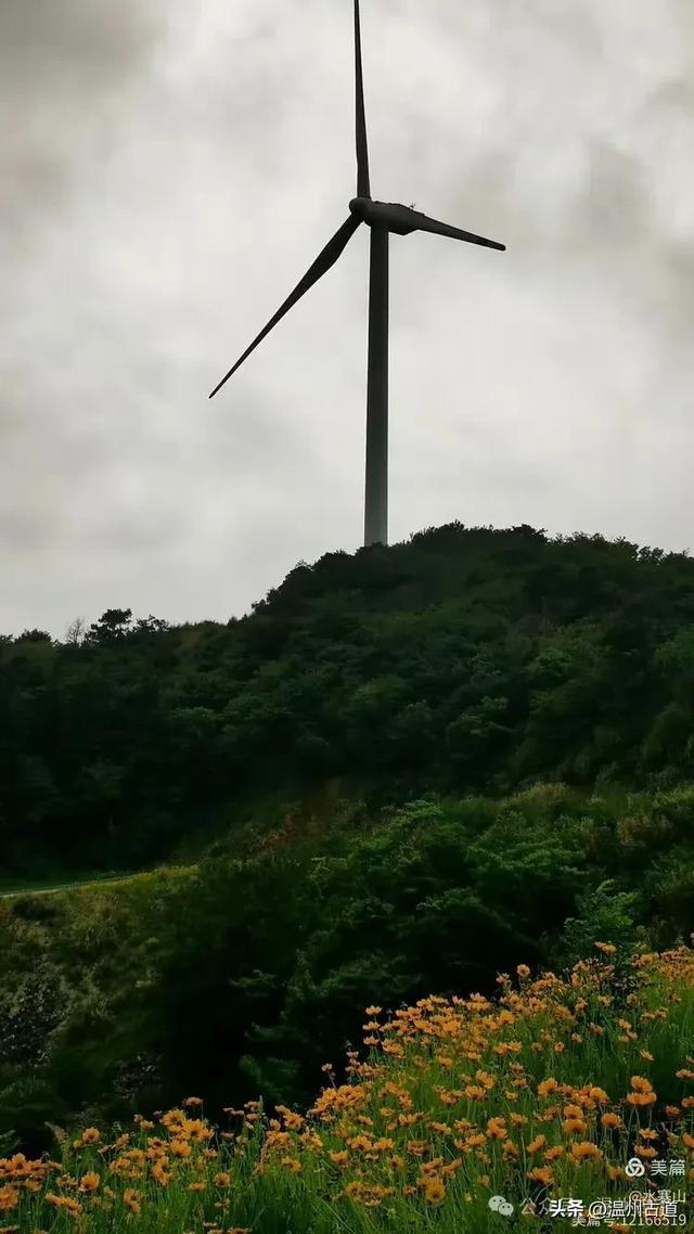 打卡最美风车花海！台州这个森林公园的夏天最烂漫，你可去过？