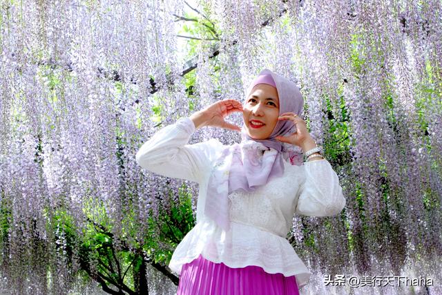 玉渊潭公园紫藤花开，诗意满满，演绎“一帘幽梦”的极致浪漫