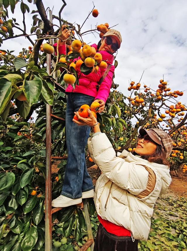 桂林：不入柿园，怎知秋色几许！