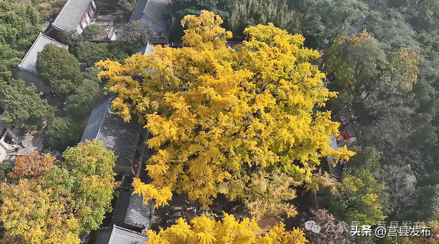 杏好遇见，刚刚好！