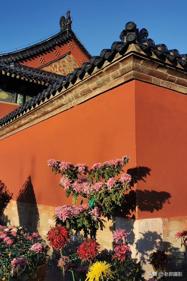 天坛秋韵，菊影斑斓，在古建与繁花间邂逅时光