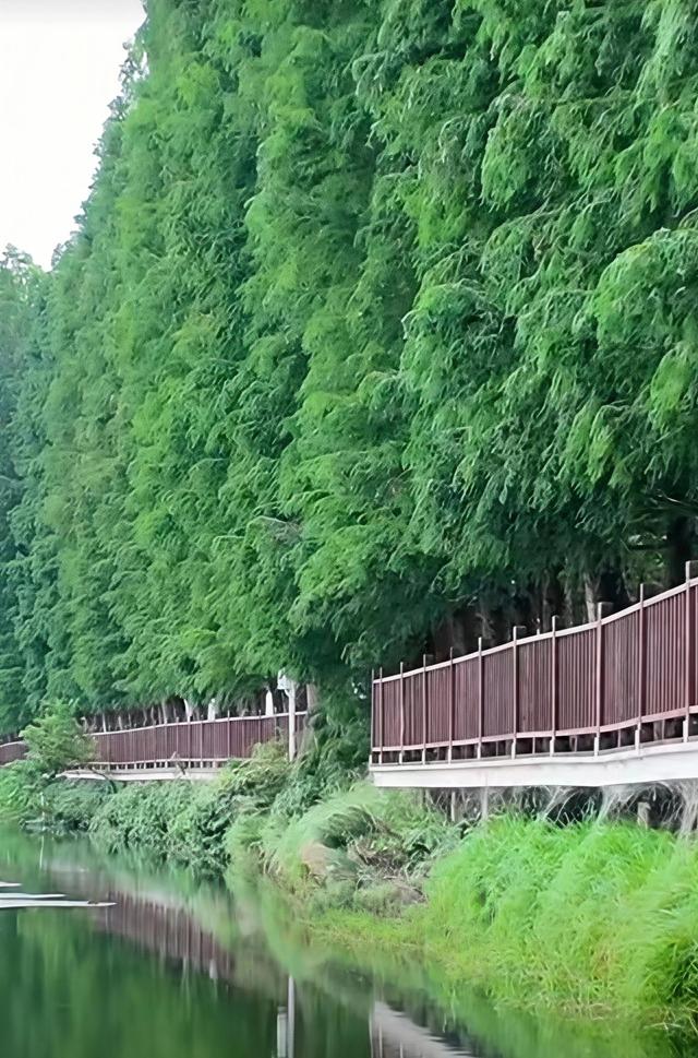 昆明藏了个“水上森林”，白鹭翩飞，公交直达！名称见文末→