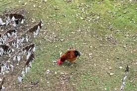 农村真的不适合农村人了，生活三个月让人绝望，这就是农村的现状图片