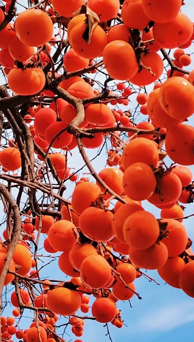 从化桂峰村赏秋，