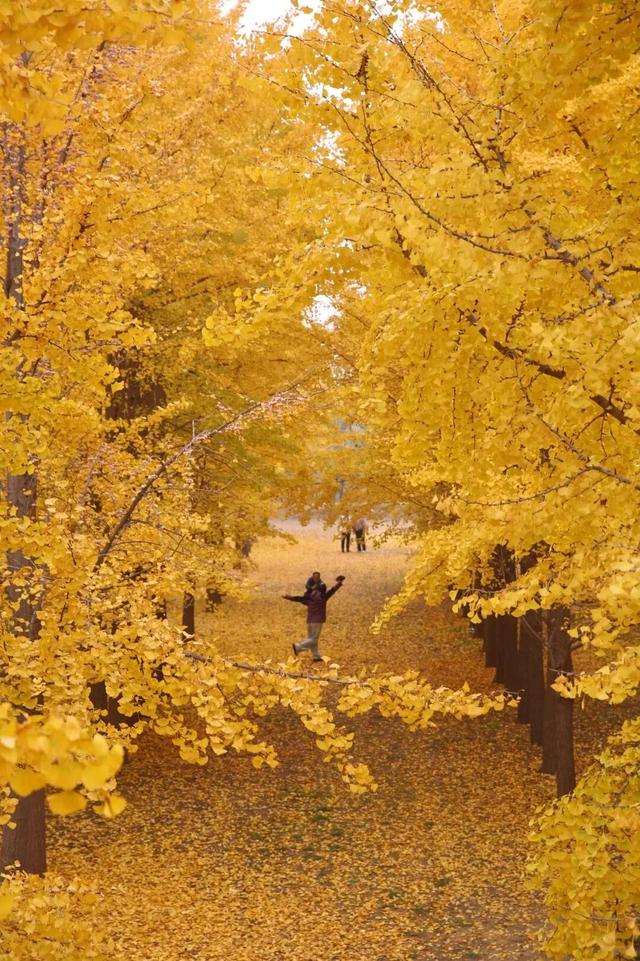 生为山东「银」，何其有「杏」！