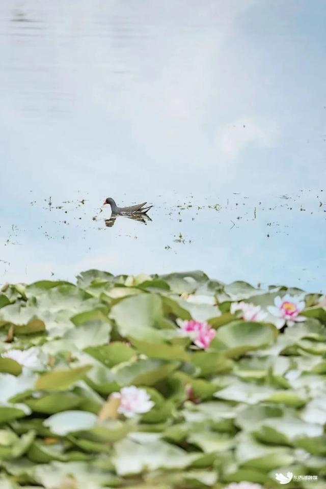 “漫”游东西湖，就现在！