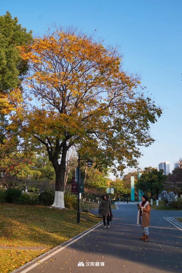 武汉城中心的彩叶秘境，在汉阳藏不住了！