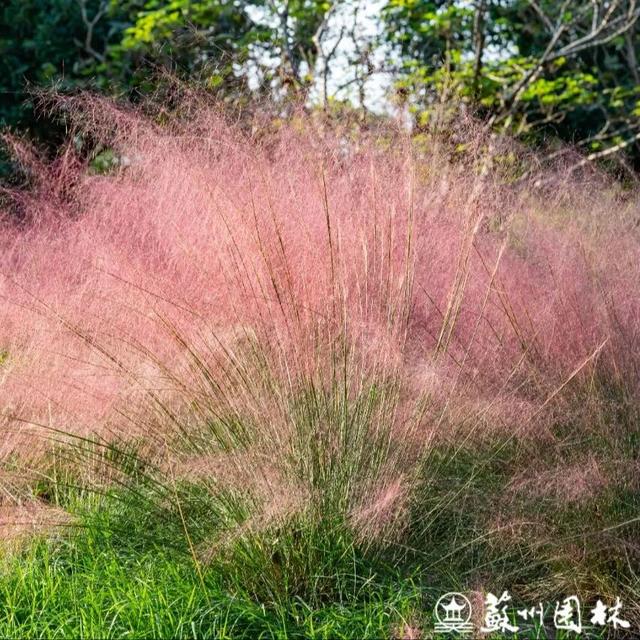 秋日顶流粉黛花海上线！37处苏州最美观赏地看过来→