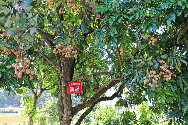 泸州泸县，值得专程为它来一趟！