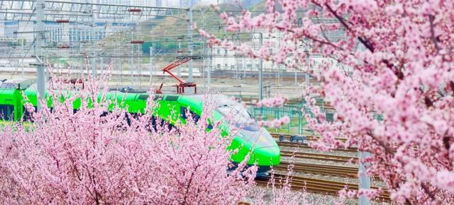 开往春天的列车,发车!这3个地方最出片!