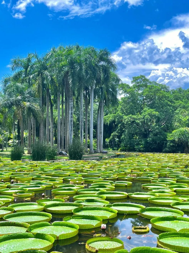 三亚地位不保？东北人悄悄换目的地，一去西双版纳就不想回来了