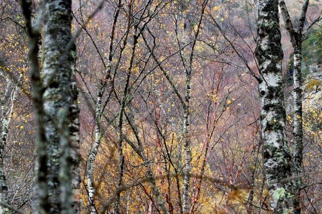 四川这个地方的初冬，是彩色的！