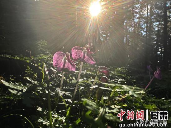 夏日丝路名山焉支山：松柏翠绿 山涧清凉