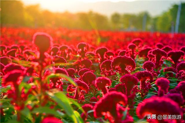 国庆首日三水迎客！花海与矿湖引爆南山旅游热