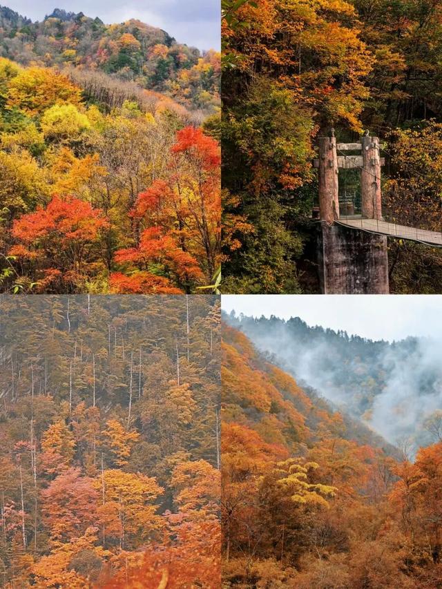 金戈铁马古青溪 熊猫彩林唐家河丨唐家河红叶季系列活动精彩来袭……