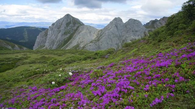 漫步云端，撞见磅礴花事丨15秒看云南